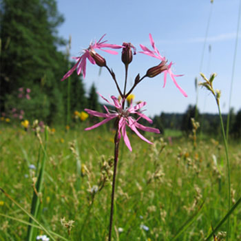 Regiosaatgut: Artenreiches, ursprüngliches Grünland. Foto: T. Wallner Regiosaatgut: Artenreiches, ursprüngliches Grünland. Foto: T. Wallner